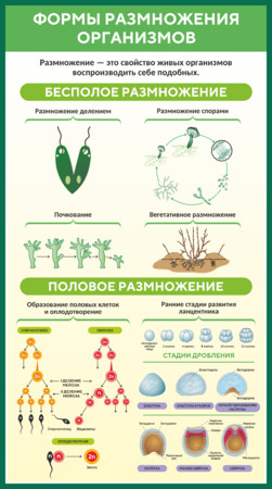 Стенд Формы размножения организмов